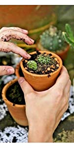 Cactus potting