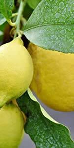 Lemon Tree