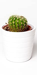 Cactus & Succulent Soil