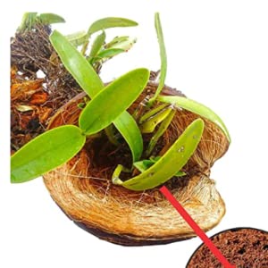 Coco Coir Planting Soil