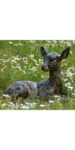 Laying Fawn