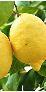 Citrus Tree & Mediterranean plant Soil