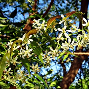 Neem Oil - sold at low temperatures