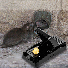 rat traps
