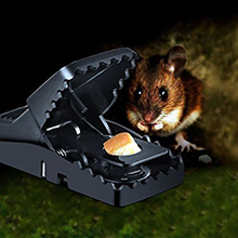 mouse traps