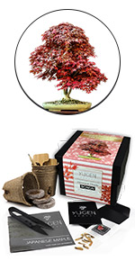 Japanese Maple Bonsai Tree Starter Kit