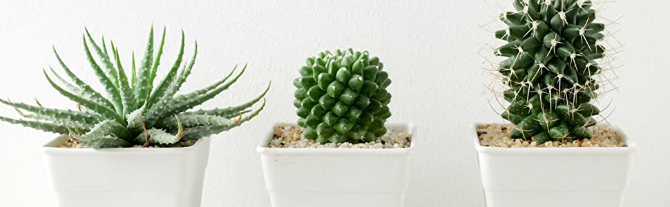 cactus potting soil focus growth technology