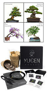 Starter Bonsai Tree Kit