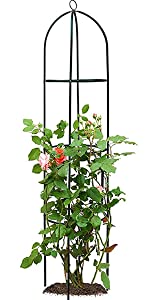 Garden Obelisk Plant