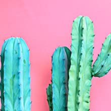 cactus potting soil mix compost cacti soil