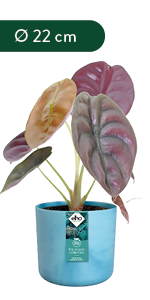 Elho The Ocean Collection pots made with maritime plastic