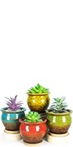 succulent plant pots