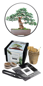 Blue Spruce Bonsai Tree Starter Kit