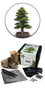 Japanese Cedar Bonsai Tree Starter Kit