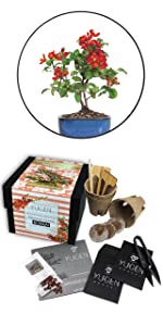 Japanese Quince Bonsai Tree Starter Kit