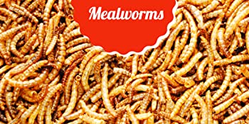 UK Grow Mealworm