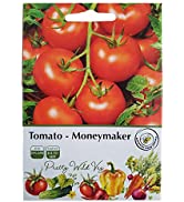 Cornflower Seeds Centaurea Cyanus in Pictorial Packet from UK Seller Annual Wild Flower