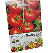 Shirley F1 Tomato Seeds in Pictorial Packet from UK Seller