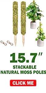 Moss Pole for Plant Monstera