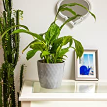 plant pots indoor white