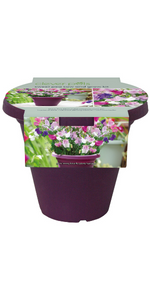 sweet pea beginner grow your own kits gardening gifts for women grown seeds