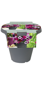 petunia gift ideas plant gifts mindfulness xmas christmas secret santa couple