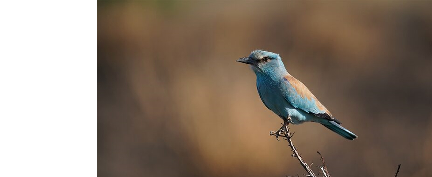 sel600f40gm, fe 600 f4.0 gm oss, full frame lens, telephoto lens, g master, 600mm lens, e mount lens