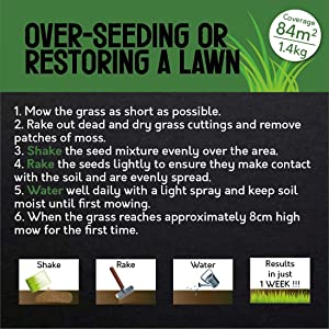 grass seed for new lawns