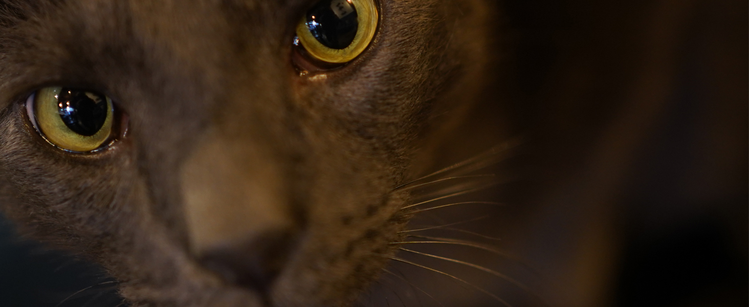 sel35F18F; SEL 35F18F; fe 35 f1.8, full frame lens, travel lens, landscape lens, 35mm lens, e mount