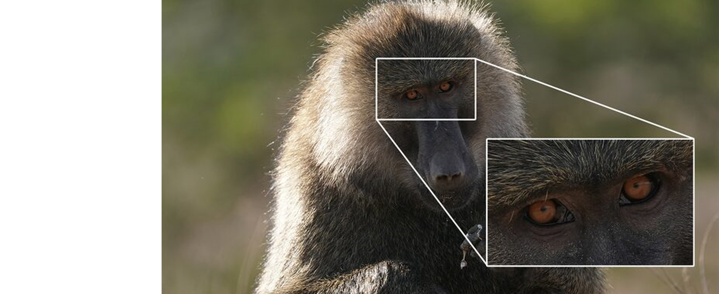 sel600f40gm, fe 600 f4.0 gm oss, full frame lens, telephoto lens, g master, 600mm lens, e mount lens