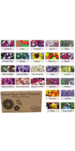 pronto seed grow your own flowers 24 flower varieties