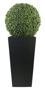 ball topiary 