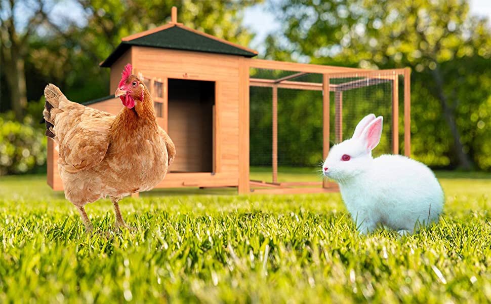 poulailler en bois petit poules