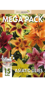 Lily Bulbs