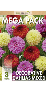Dahlia Decorative Bulbs