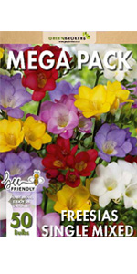 Freesia Bulbs