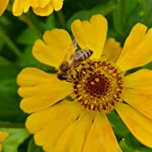 Honey bee on flower