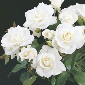 Bush Rose - Delicately Scented Blooms Flushes Throughout The Season - Creates a Magical Look in Your Garden (Bush Rose Virgo)