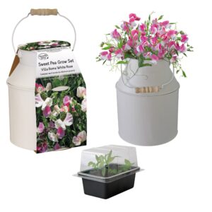 Pronto Seed Sweet Pea Flower Seeds Grow Your Own Flowers Kit with Decorative Milk Churn Planter Gardening Gifts for Women and Me