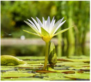 Aquatic Plant Pond Soil - 5 Litres Lily