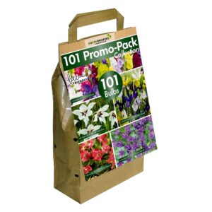 GreenBrokers 101 Promo Pack Collection (5 Different Summer Flowering Bulbs Varieties) Mixed Colour "Bee & Butterfly Friendly"