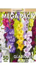 Gladioli Bulbs