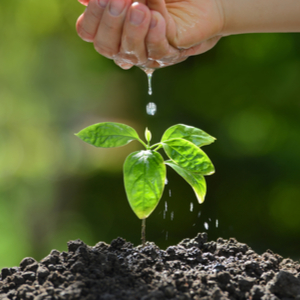 Sow seeds for Bonsai Tree Kit