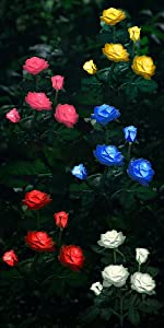 SOLAR ROSE LIGHTS