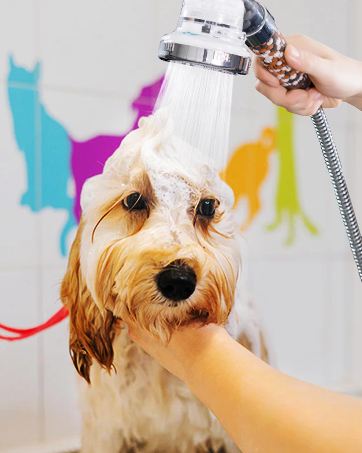 shower head filter