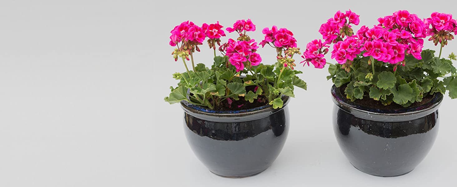 Miracle-Gro Grows Plants Twice As Big