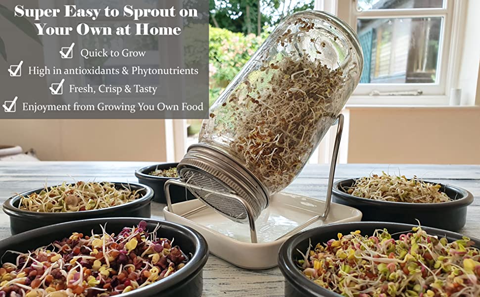 Sprouts: A Homegrown Fresh Superfood