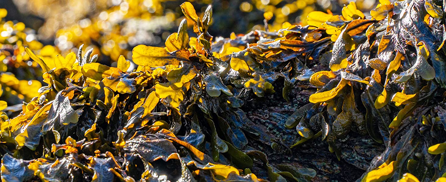 With seaweed extract, packed with micronutrients