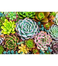 The other jigsaw puzzle 3 Succulent Plants