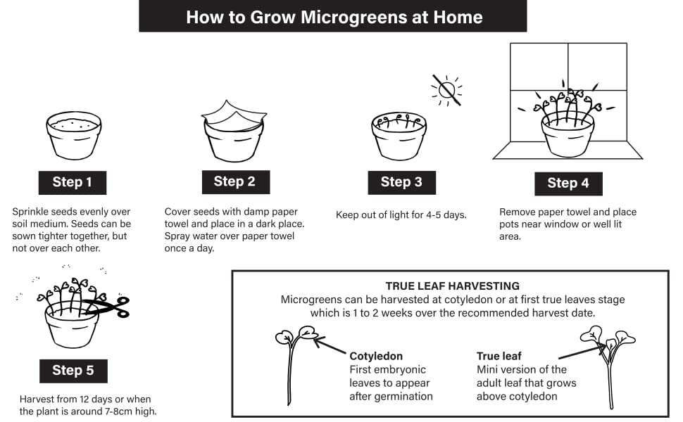 Jar Sprouting Guide for Broccoli Seeds